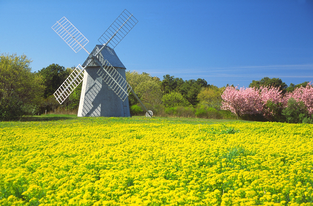 Wooden windmill in a field of yellow flowers