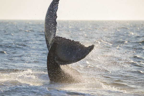 Cape Cod Whale Watching