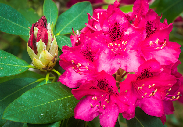 Rhododendrons Cape Cod
