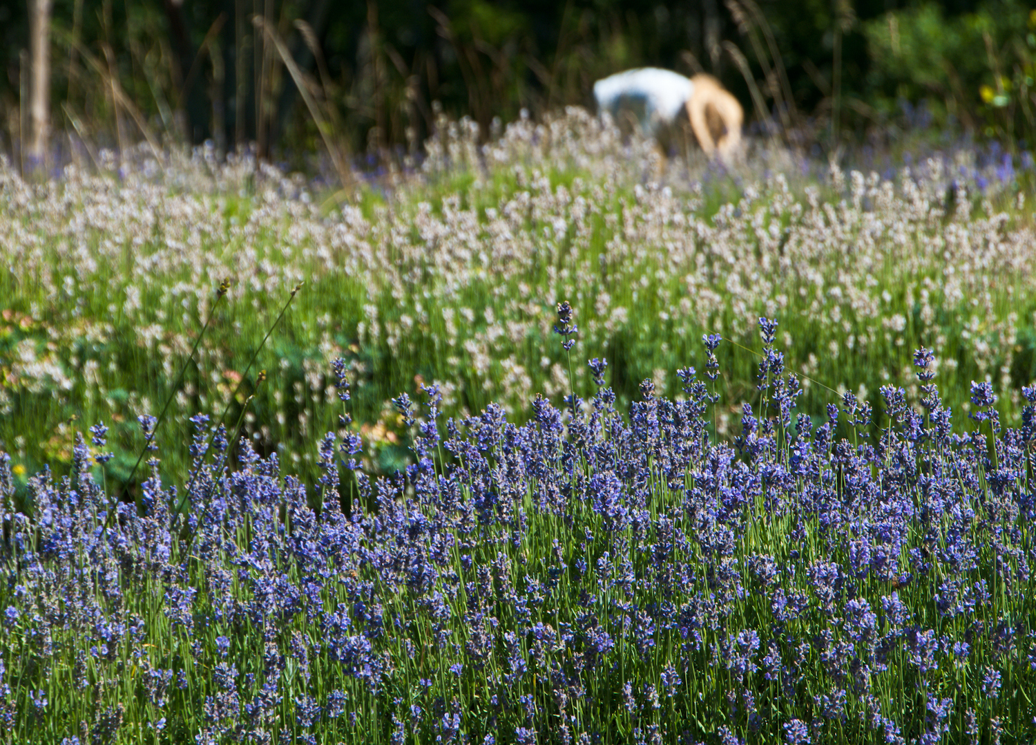 Cape Cod Lavender Farm