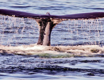 cape cod whale watching