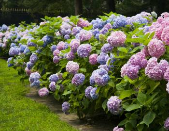Cape Cod Hydrangea Festival