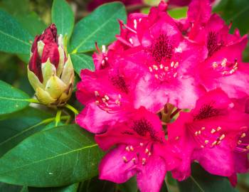 Rhododendron Festival