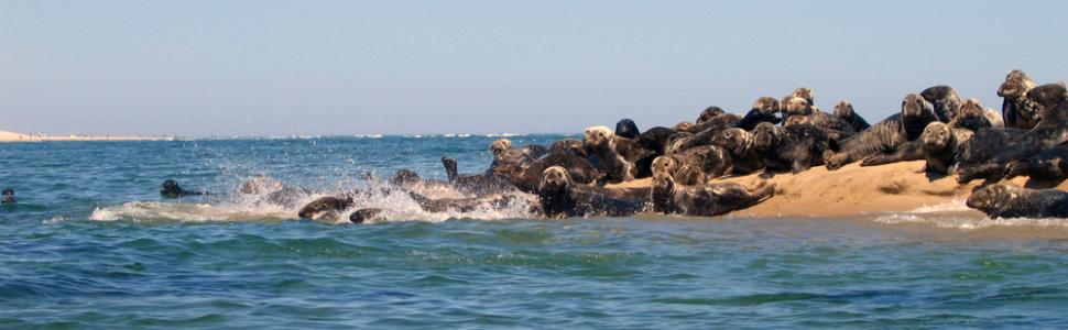 Cape Cod Seals
