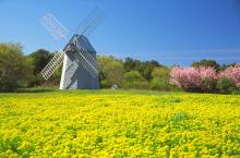 Field of green flowers leading up to a wooden windmill